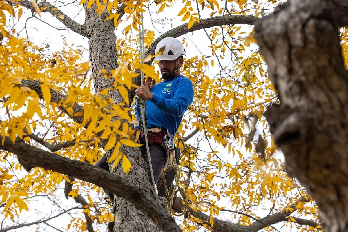 Skilled Storm Damage Cleanup crew working in Chester